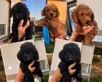 Cuccioli barboncino toy