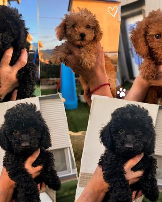 Cuccioli barboncino toy