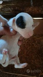 Jack Russell terrier