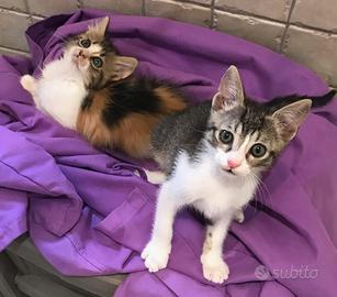 Pablo e frida