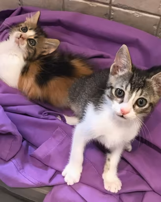 Pablo e frida