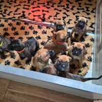 Cuccioli di bullmastiff