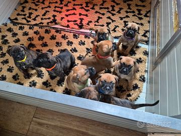 Cuccioli di bullmastiff
