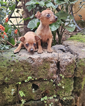 Pinscher femmine