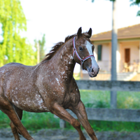 Appaloosa bollino oro reining gimkane trekking