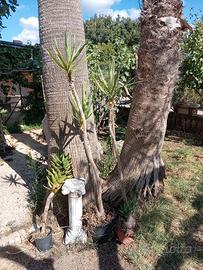 Yucca scultorea 1,60m con due rami + yucca 3 talee