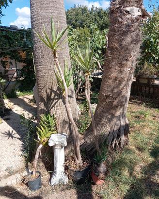 Yucca scultorea 1,60m con due rami + yucca 3 talee