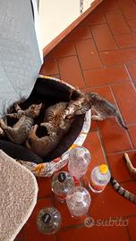 Dolci gattini