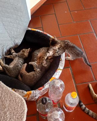 Dolci gattini