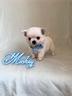 chihuahua-maschio-a-pelo-lungo-con-pedigree-enci