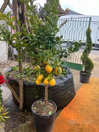 Piante di limone