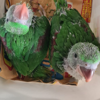 Pulli pappagalli varie razze