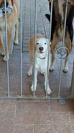 Cucciola cane maschio