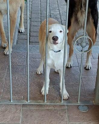 Cucciola cane maschio