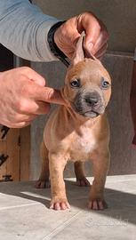 Pitbull UKC