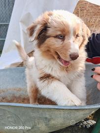 ULTIMO Pastore Australiano