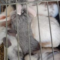 Coniglietti ariete e teste leone