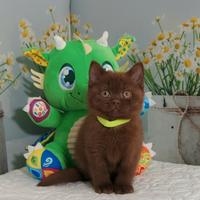 British Shorthair Nico