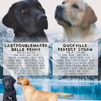 Labrador retriever con pedigree