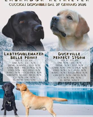 Labrador retriever con pedigree