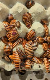 Elliptorhina javanica