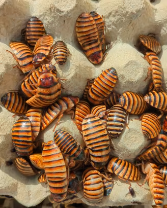 Elliptorhina javanica