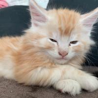 Cuccioli Maine Coon