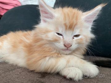 Cuccioli Maine Coon