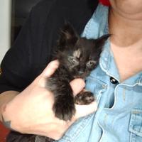 Due gattine di quasi 60 giorni