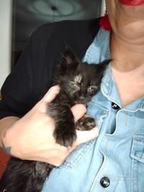 Due gattine di quasi 60 giorni