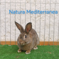 Coniglio selvatico conigli selvatici