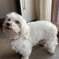 Maltese bianco _ maschio per monta