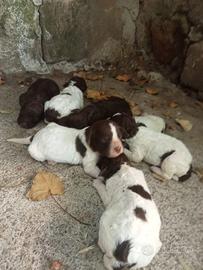Cuccioli di lagotto romagnolo