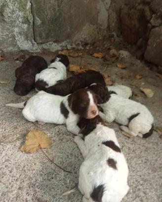 Cuccioli di lagotto romagnolo