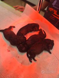 Cuccioli Barboncino Nano