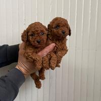 Barboncino mini toy red & Toy 2 femmine 1 maschio