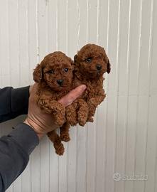 Barboncino mini toy red & Toy 2 femmine 1 maschio