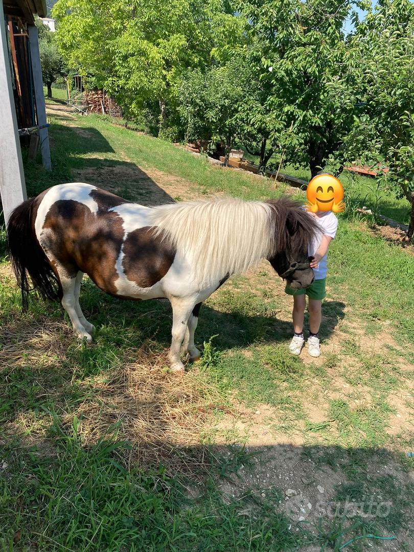 Pony,mini pony,miniature horses,pony falabella - Animali In vendita a Verona