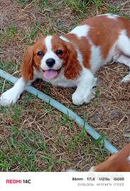 Cavalier king maschi