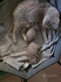 Cuccioli di Scottish Fold