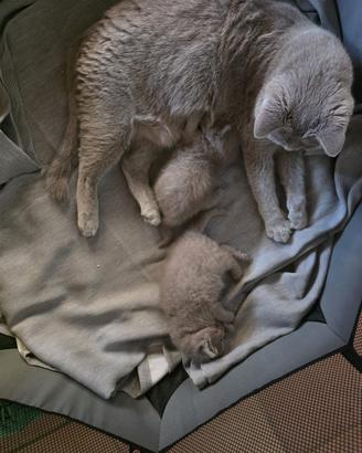 Cuccioli di Scottish Fold