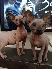 Sphynx