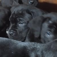Cuccioli di Cane Corso pedigree Enci