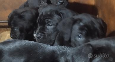 Cuccioli di Cane Corso pedigree Enci