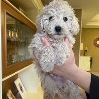 Barboncino nano maschietto