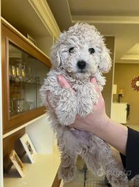 Barboncino nano maschietto