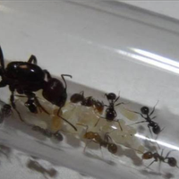 Formica regina di Messor Barbarus