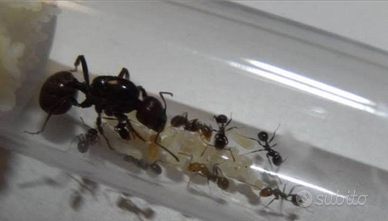 Formica regina di Messor Barbarus