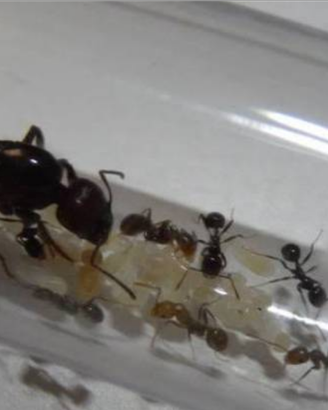 Formica regina di Messor Barbarus