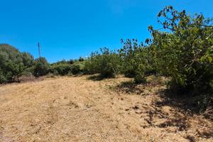 Terreno agricolo